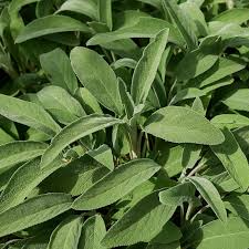 Broadleaf Sage Seeds – Non-GMO, Heirloom, Culinary, Perennial, Salvia officinalis, Herb Seeds