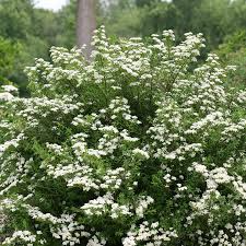 White Wedding Cake Spirea Unrooted Cuttings - 6-8 Inch Ornamental Shrub for Landscaping & Gardens, Spiraea prunifolia