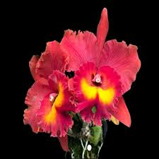 Cattleya Rlc Magician Red Live Orchid Plant | Tropical Red Blooming Seedling in 2B23 Pot | Indoor & Outdoor Orchid