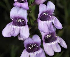 100mg Penstemon venustus Seeds - Lavender Wildflower, Pollinator-Friendly Perennial for Xeriscaping & Gardens