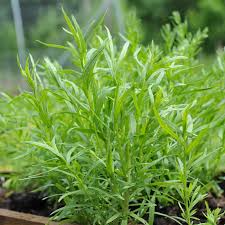1500 Russian Tarragon Seeds | Artemisia dracunculoides | Hardy Culinary Herb for Flavorful Dishes