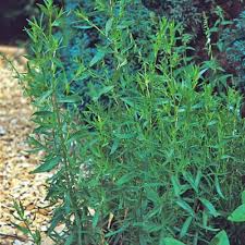 Russian Tarragon Seeds - Heirloom, Non-GMO, Culinary Herb, Artemisia dracunculoides, Anise-Like Flavor, Deer-Resistant, Pollinator-Friendly