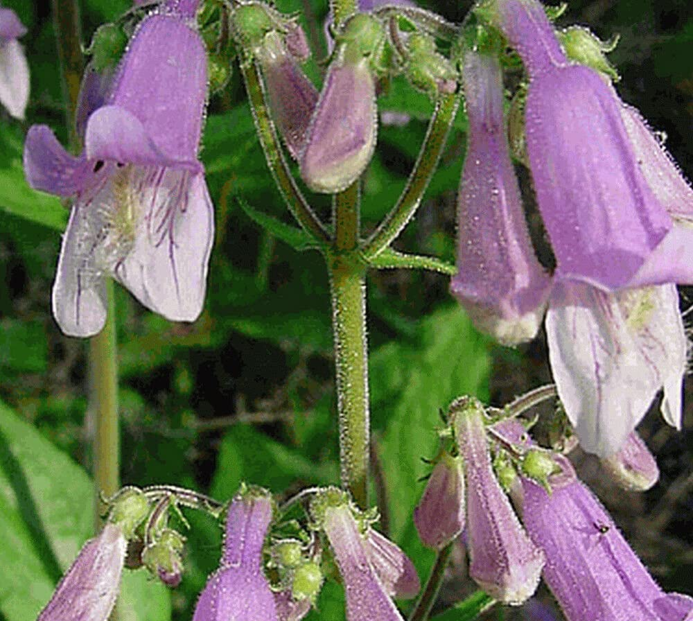 1000 Seeds Penstemon Hairy Beardtongue Perennial Purple Flowers Hummingbird-Friendly Penstemon hirsutus