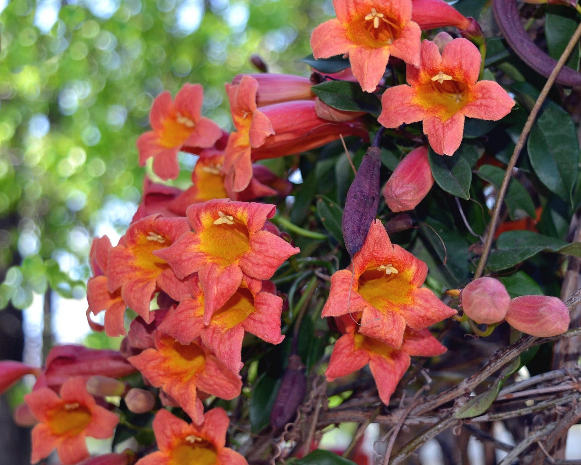 Tangerine Beauty Crossvine Rooted Starter Plant | Vibrant Orange Blooms | Butterfly Magnet | Climbing Vine | Bignonia capreolata
