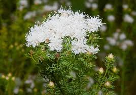 Summer Farewell Seeds - Dalea pinnata Native Wildflower, Drought-Tolerant, Pollinator-Friendly, Late-Season Pink Lavender Blooms, 25 Seeds
