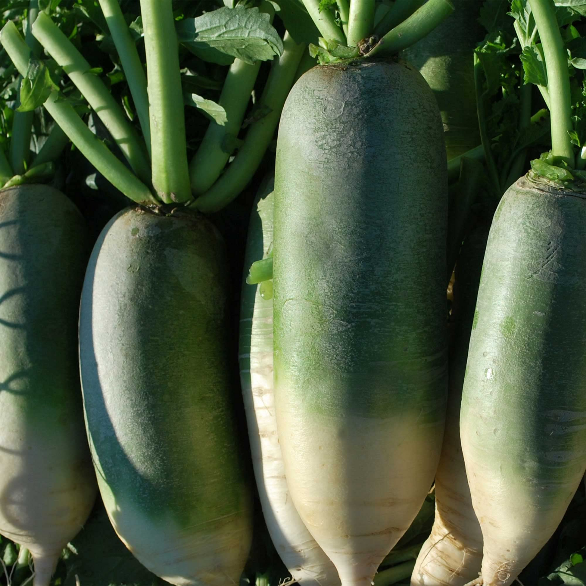 Green Luobo Radish Seeds – Heirloom Chinese Variety, Crisp & Sweet Root Vegetable, High Yield, Cold-Hardy, Disease-Resistant