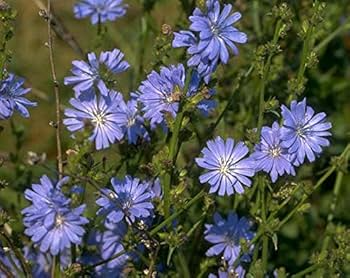 Chicory Seeds 6000 Pack, Edible Greens & Roots, Cichorium Intybus, Heirloom, Pollinator-Friendly Herb