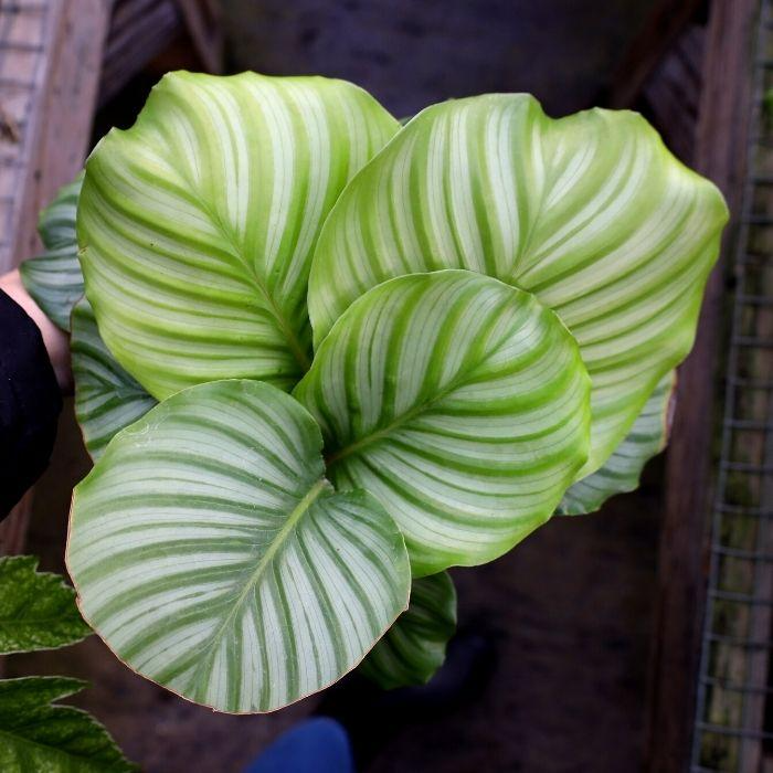 Calathea Orbifolia Seedling – 4-8" Tropical Indoor Houseplant with Silvery-Green Foliage, Ornamental Foliage Plant