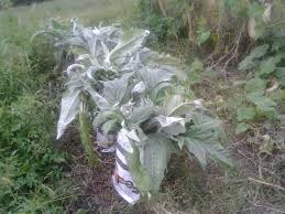 20 Seeds Bianco Avorio Cardoon Cynara cardunculus Edible Ornamental with Tender Stalks