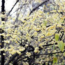 10 Seeds Chimonanthus Praecox Wintersweet Tree – Fragrant Winter Blooming Ornamental Plant for Landscaping