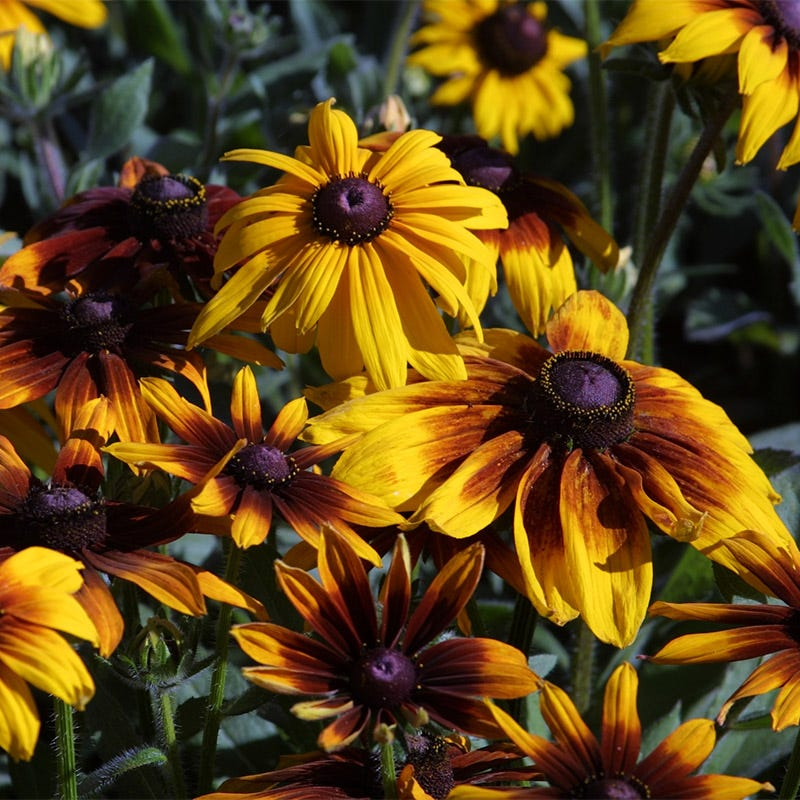 Rudbeckia Hirta Seeds – Gloriosa Daisy Pollinator Flower, Bright Yellow & Red Blooms, Drought Tolerant, 25 Seeds