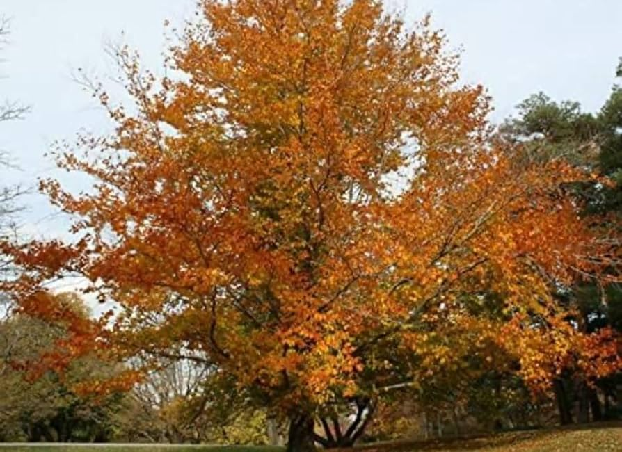 American Beech Tree - Live Bare Root Plant 1-2 Feet, Fagus grandifolia, Shade Tree, Wildlife-Friendly, Zones 3-9