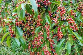 Black Cherry Tree Seeds, Prunus serotina, Fast-Growing Deciduous Tree, Fall Color, Hardy Zones 3-9