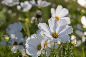Cosmos Purity Seeds 1g - White Blooms, Pollinator-Friendly Annual Flower, Easy to Grow, Non-GMO Garden Seeds for Borders and Wildflower Gardens