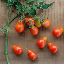 Tomato Floradel Seeds 100mg Heirloom Non-GMO Vegetable Large Round Fruits Disease Resistant Solanum lycopersicum