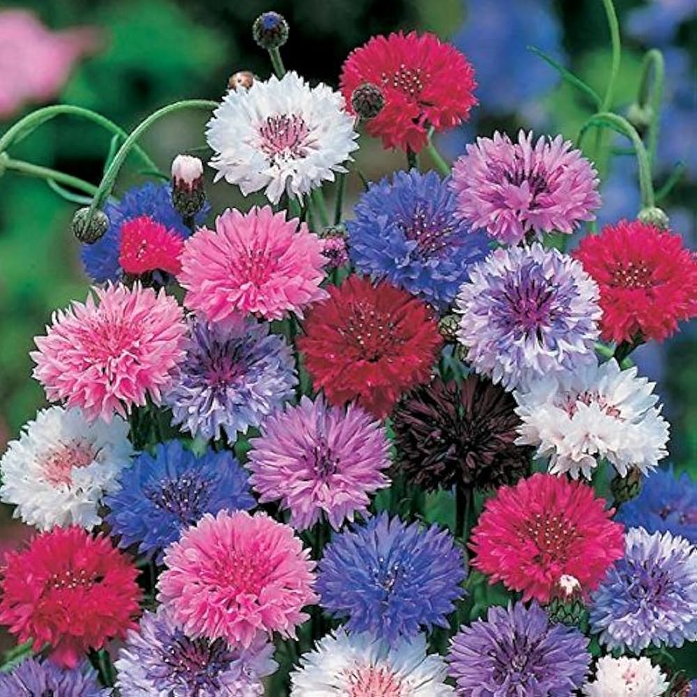 Cornflower Seeds Frosty Mix Heirloom Non-GMO Pollinator-Attracting Blue & White Flowers Wildflower Garden Plant