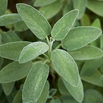 300mg Sage Broadleaf Seeds | Salvia officinalis Heirloom Non-GMO Culinary & Medicinal Herb