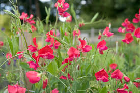 Thomas & Linda Sweet Pea Seeds – 50+ Warm Pink Blooms Climbing Vine for Trellises, Bouquets, Cottage Gardens, Romantic Arches – Lathyrus odoratus