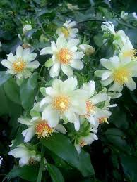 Flowering Gold Pereskia Aculeata Cactus Vine 4" Live Rooted Cutting, Succulent Garden Plant, Edible Fruits, Rare Cactus, Wax Rose Cactus