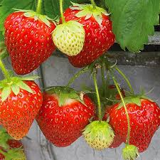 Seascape Everbearing Strawberry Plants Bare Root Pack | Sweet Juicy Berries | Zones 4-9