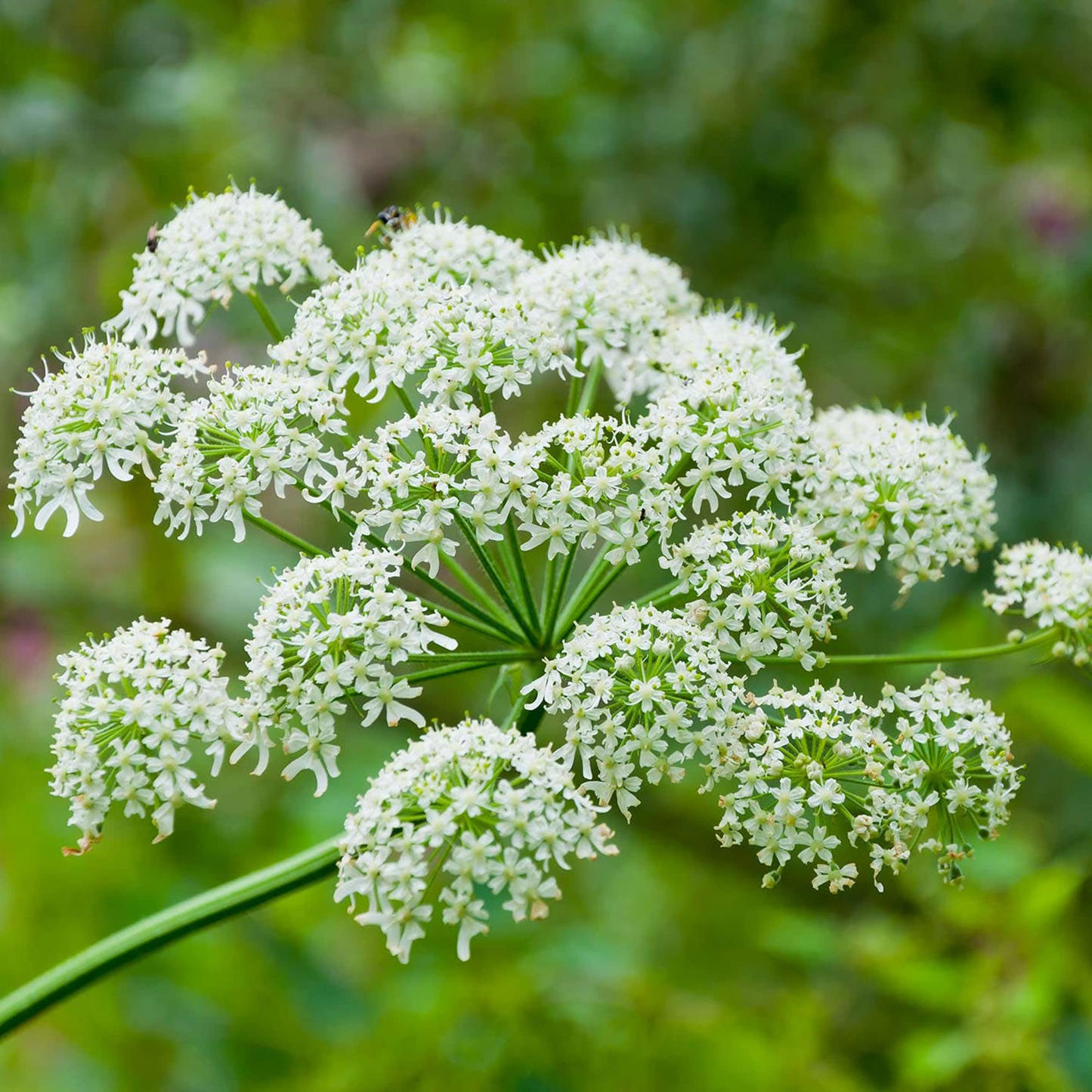 Heracleum Maximum Seeds | Cow Parsnip Native Wildflower | Tall White Blooms | Pollinator-Friendly Perennial for Gardens