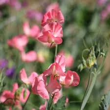Dream Girl Sweet Pea Seeds – Blush Pink & Cream Fragrant Climbing Vines, Lathyrus odoratus, 50+ Seeds for Garden Trellises