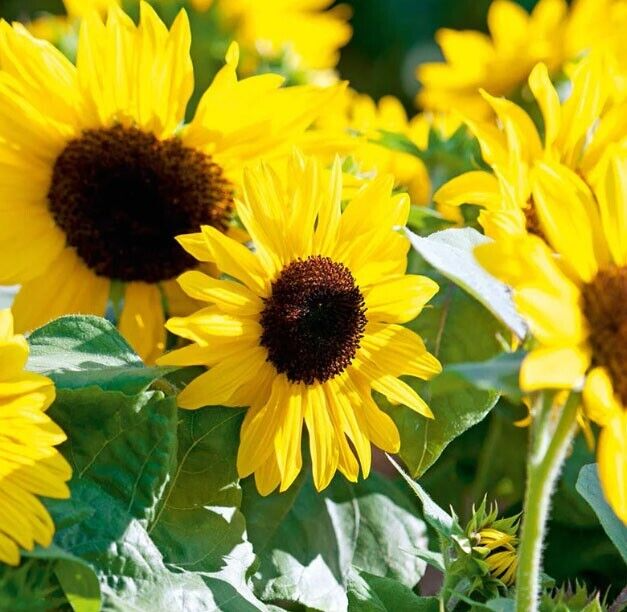 Sunflower Seeds 100 Henry Wilde Yellow Helianthus annuus Multiple Blooms Attract Pollinators Non-GMO