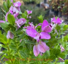 Polygala Myrtifolia Milkwort Live Cuttings – 7 Sweet Pea Bush Evergreen Shrubs, Fast Growing, Drought Tolerant, Flowering Perennial Plant