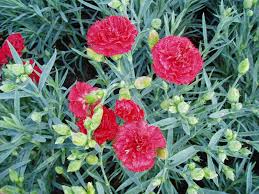 Can-Can Scarlet Carnation Seeds – Ruffled Red Blooms for Garden, Cut Flowers, Borders & Bouquets – Dianthus caryophyllus, 200+ Seeds