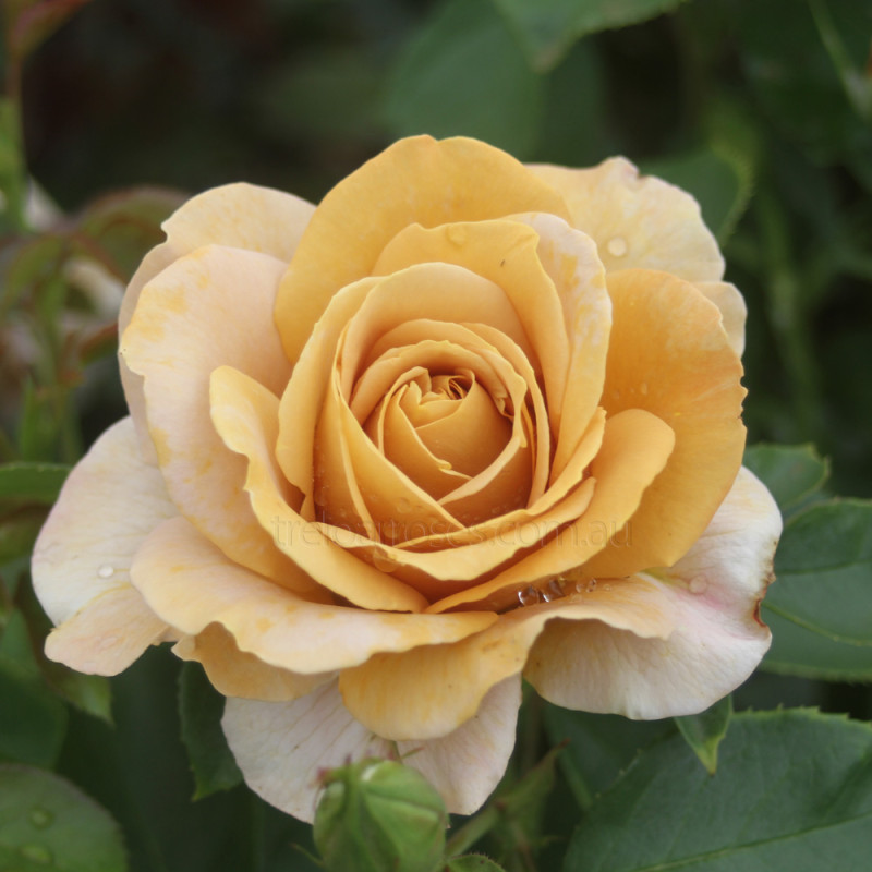 Super Rare Honey Dijon Rose Cuttings | 3 Fresh Unrooted Grafting or Rooting Propagation | Fragrant Warm Caramel-Peach Blooms Rosa 'Honey Dijon'