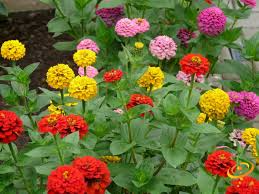 Zinnia Seeds Rainbow Mix 200 Non-GMO Vibrant Cut Flowers for Pollinator Garden, Attracts Butterflies & Hummingbirds