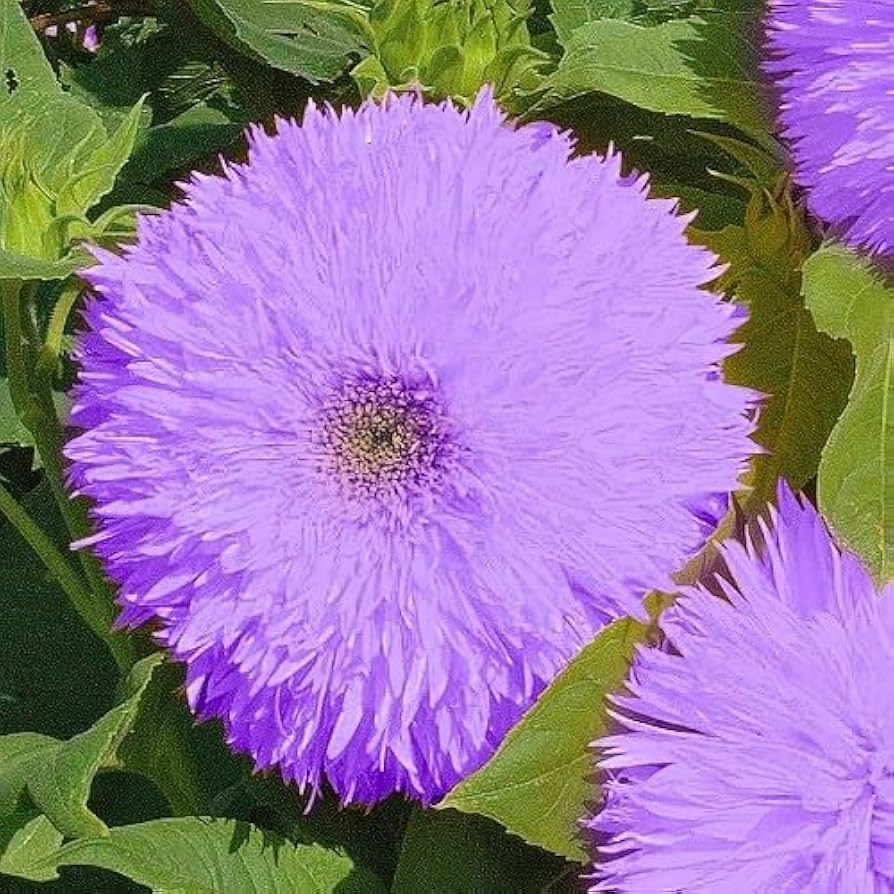 50pcs Purple Giant Teddy Bear Sunflower Seeds | Fluffy Double Blooms | Helianthus annuus | Pollinator & Garden Flower