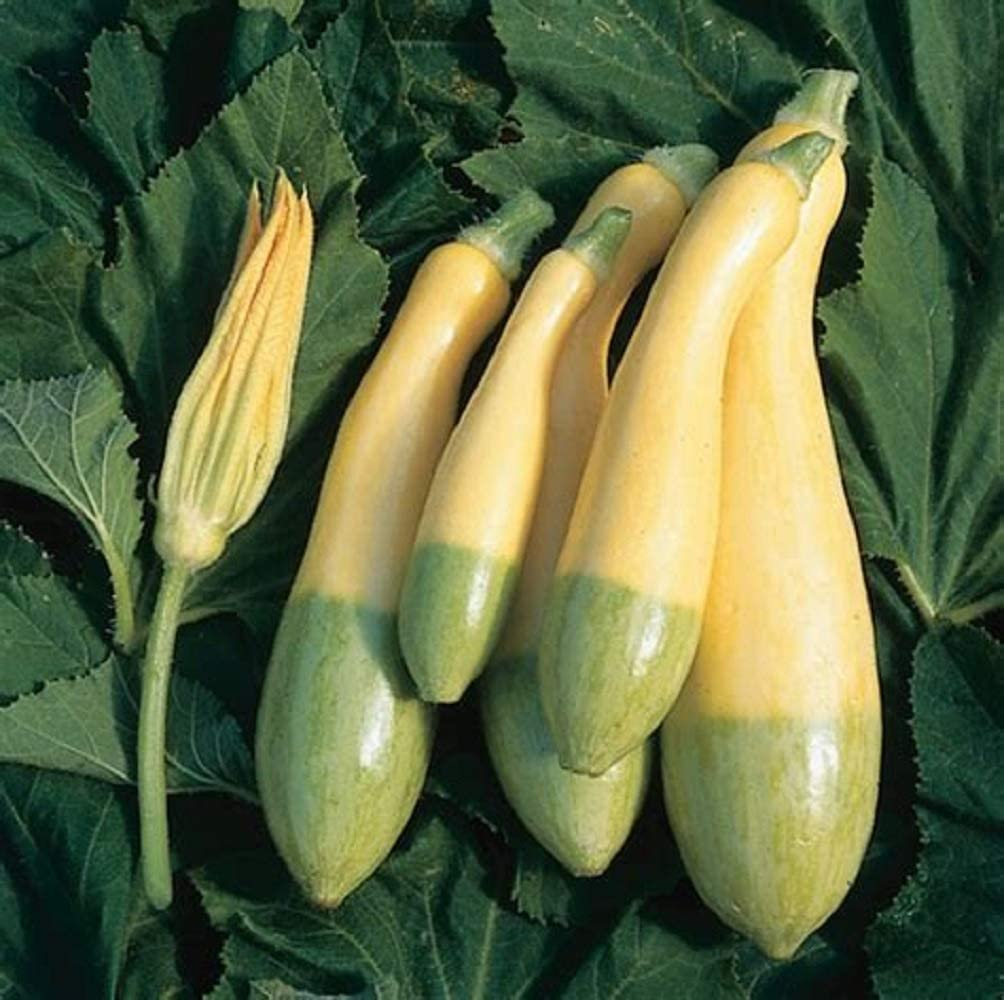 Zephyr Squash Seeds 25+ | Summer Vegetable Seeds | Cucurbita pepo | Easy to Grow, USA Grown, Bush Type, Container & Garden