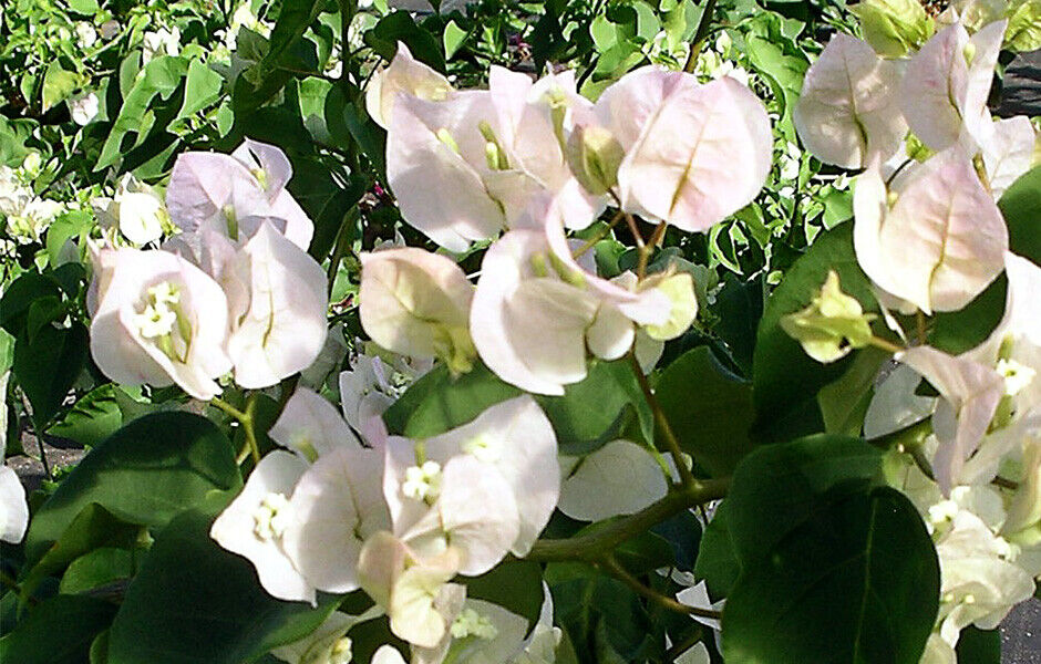Vera White Bougainvillea Starter Plant - Evergreen Vine or Shrub - White Blooms - Well-Rooted Plug - USDA Zones 7+ - Live Plant