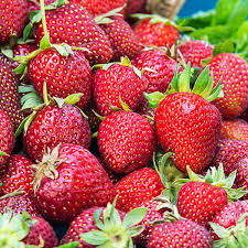 Honeoye Strawberry Plants - 12 Bare Root Fragaria × ananassa High-Yield Juicy Berries for Zones 4-9