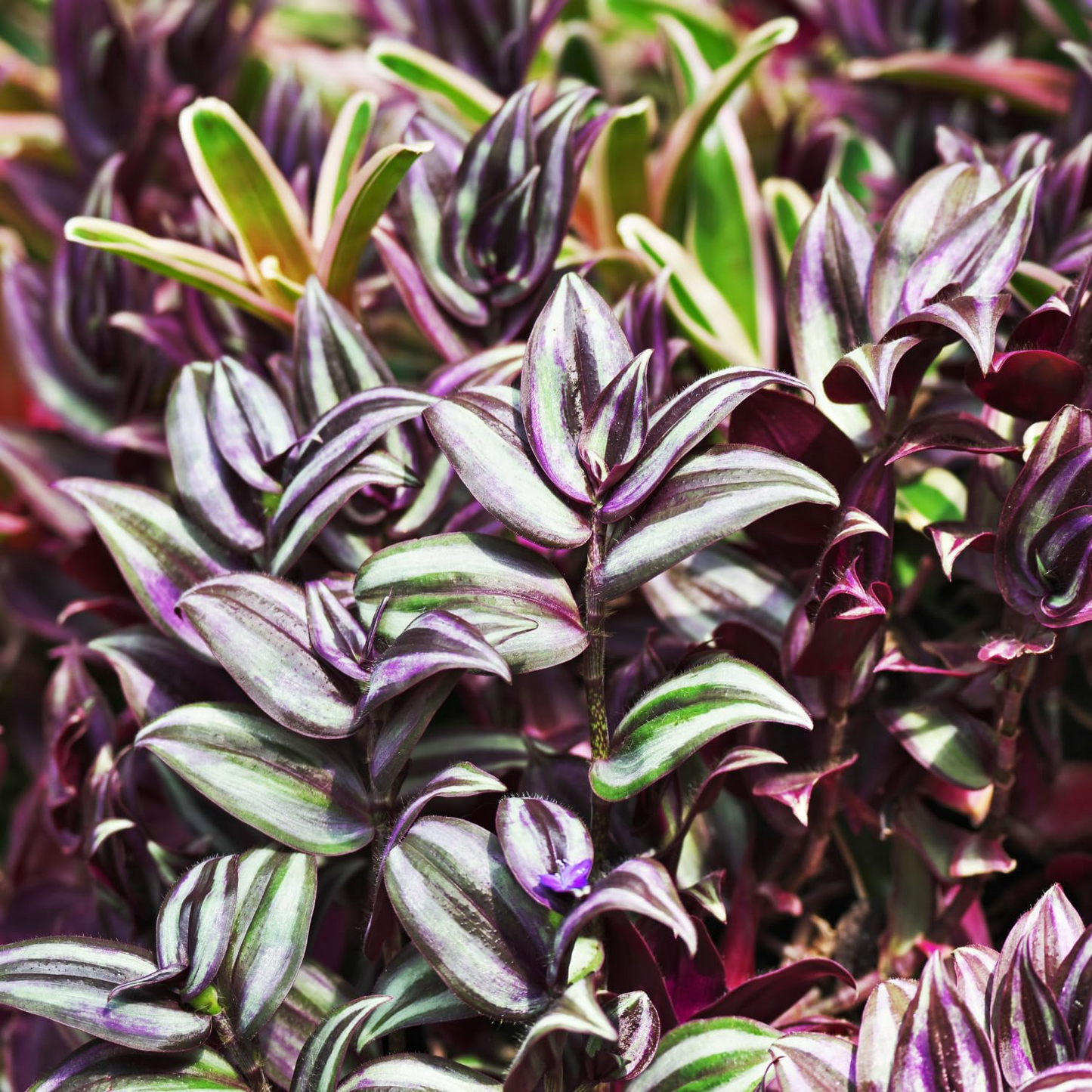 Wandering Jew Unrooted Cuttings – Tradescantia zebrina – 5+ Houseplant, Trailing, Easy to Grow