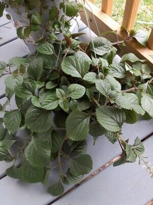 Purple Swedish Ivy Cuttings - 4-6" Indoor Houseplant, Millionaria, Planta del Dinero Morada, Shade-Loving, Easy Care, Fast-Growing