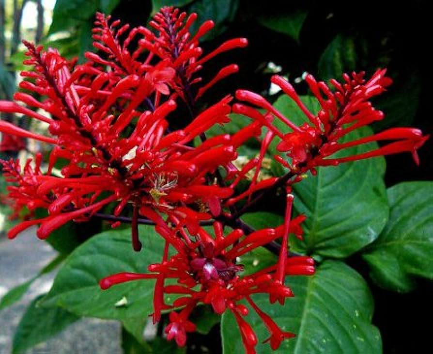 Odontonema Firespike Live Plant | Vibrant Red Blooms | Butterfly & Hummingbird Magnet | Odontonema strictum Starter Plant