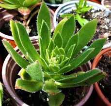 Aeonium simsii ‘Green’ | 2 Bare Root 2" Succulent Plants | Rosette-Forming, Drought-Tolerant, Indoor & Outdoor Houseplant