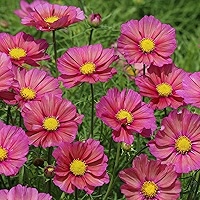 Xsenia Cosmos Seeds – Pink-Orange Iridescent Blooms, Compact Annual Plant for Borders, Beds & Pollinators, Cosmos bipinnatus