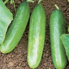 Diva Cucumber Seeds 20 Pack – Sweet, Crisp, Burpless Hybrid Cucumis sativus for Fresh Eating & Salad Gardening
