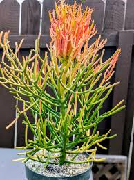 Fire Sticks Succulent Cuttings, Euphorbia Tirucalli, Unrooted Propagation Plants, Colorful Drought-Tolerant Succulents