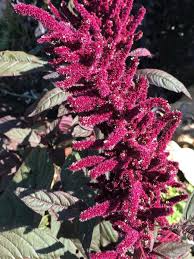 Amaranth Seeds Opopeo Red Flower Edible Leaves & Grain Non-GMO Microgreens - Amaranthus