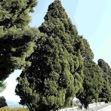 50 Italian Cypress Tree Seeds, Cupressus sempervirens, Evergreen Privacy Screen, Non-GMO, Fast-Growing Outdoor Trees