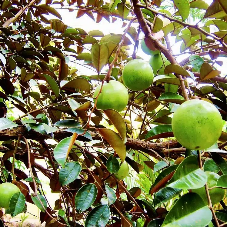 White Star Apple Starter Plant 12-24" Live Caimito Fruit Tree Tropical Sweet Fruit Garden & Orchard