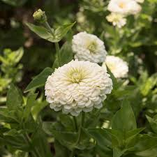 Benary Giant White Zinnia Seeds – 100+ Pure White Blooms for Cut Flowers, Bouquets, Borders & Pollinator Gardens – Zinnia elegans