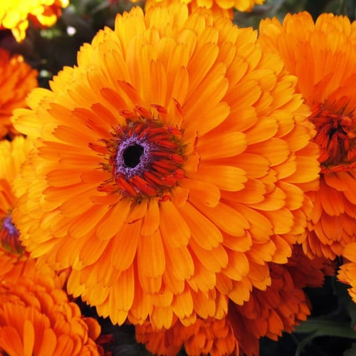Calendula Seeds 300mg Pacific Beauty Orange Calendula officinalis Bright Edible Orange Blooms