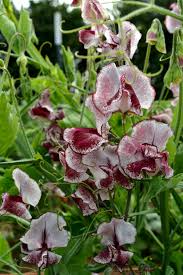 Renardii Geranium Seeds 25+ Drought-Tolerant Perennial with Pale Violet Flowers, Textured Foliage, Geranium renardii