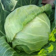 Copenhagen Market Cabbage Seeds – Heirloom, Early-Maturing, Compact Brassica oleracea, 3-4 lb Heads