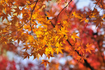Acer mono Seeds – Painted Maple Tree – Ornamental Deciduous Tree with Fall Color – Cold Hardy Shade or Bonsai Tree